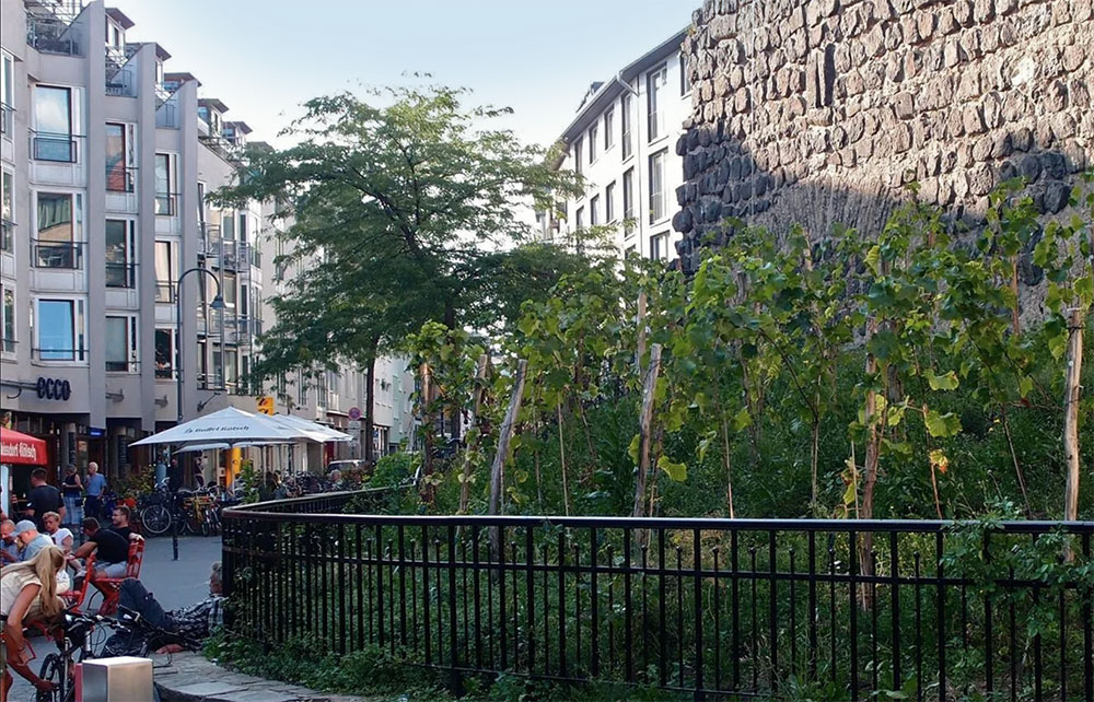Weinberg an der Severinstorburg in Kölner Innenstadt